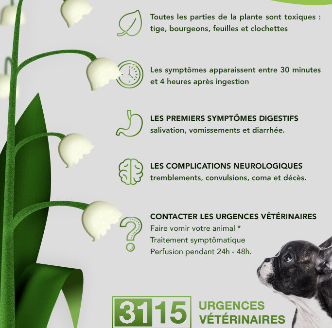 [COMMUNICATION VETERINAIRE] 1er mai : Le muguet est toxique pour des animaux !