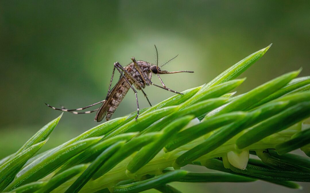 🦟🌿 Info environnement : Campagne annuelle de démoustication