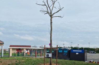 Replantations des platanes au gymnase