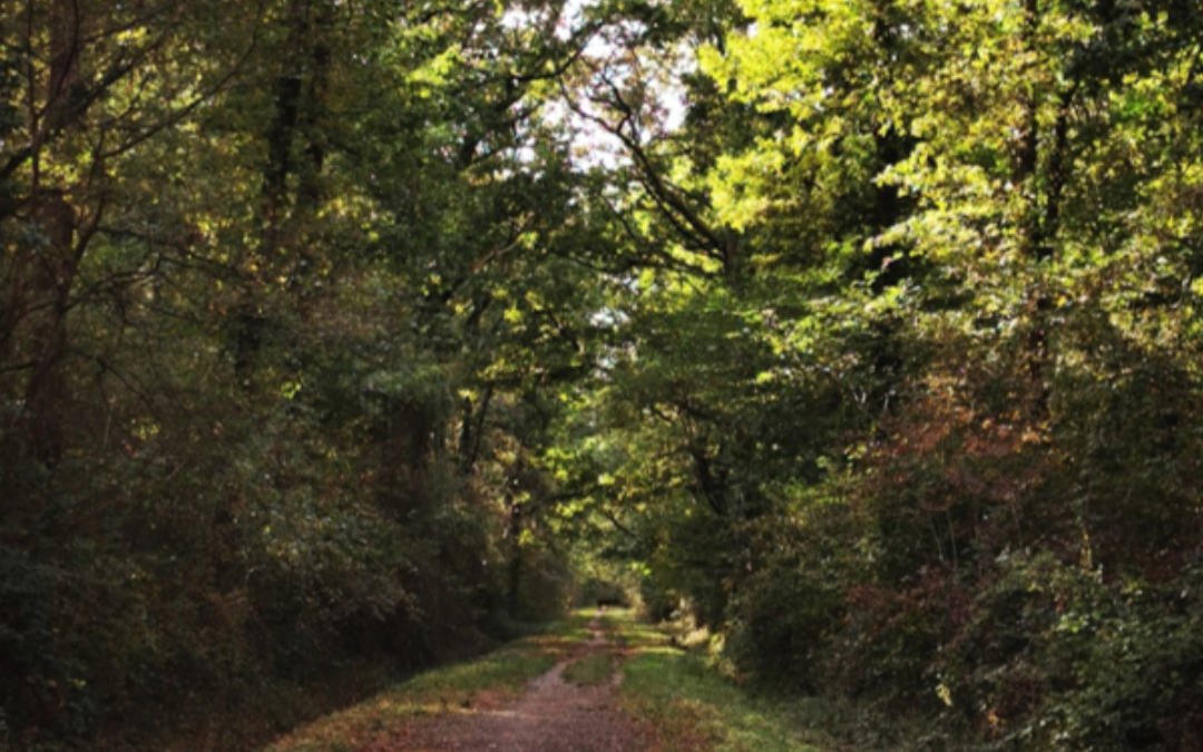 📢 INTERDICTION D’ACCÈS – BOIS COMMUNAL DE LABARTHE